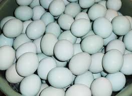 manfaat dan khasiat telur bebek