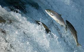 Manfaat Daging Ikan Salmon Untuk Kesehatan: Cegah Penyakit Jantung