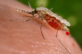 Obat Herbal Tradisional Untuk Penyakit Malaria