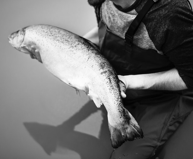 46 Nomor mimpi ikan gabus | top syd