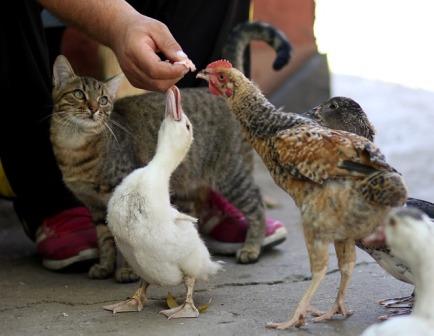 6+ Arti Mimpi Kucing Makan Ayam