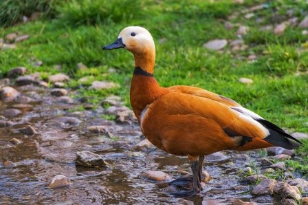 Arti Mimpi Bebek Mati Detiklife