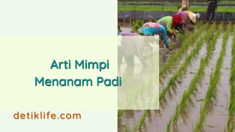 14+ Arti Mimpi Ada Padi Dilumbu Baru Di Panen